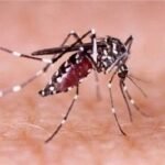 ডেঙ্গু আক্রান্ত নতুন ৮৯ রোগী হাসপাতালে, মৃত্যু ১