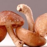 মাশরুমের ‘এপিঠ ওপিঠ’, চিনে নিন কোনটি খাওয়ার যোগ্য