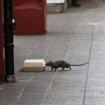 ইঁদুর তাড়াতে ১ কোটি ৭৪ লাখ টাকা পুরস্কার ঘোষণা!