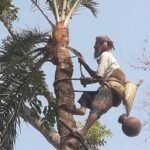 শীতের হাতছানি, খেজুর রস আহরণে ব্যস্ত গাছিরা