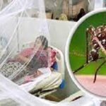 আরও ৪৮ ডেঙ্গুরোগী হাসপাতালে ভর্তি