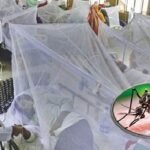 আরও ১৩ ডেঙ্গু রোগী হাসপাতালে ভর্তি