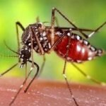 ডেঙ্গু আক্রান্ত হয়ে ২ জন হাসপাতালে ভর্তি