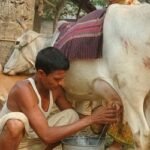 গরুর কাঁচা দুধ পান করছেন, হতে পারে ব্রুসোলেসিস রোগ