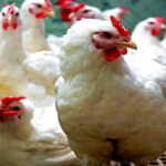 আবারও বাড়ল ব্রয়লার মুরগির দাম