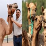 দুবাইয়ের বড় ব্যবসা উটের ক্লোনিং