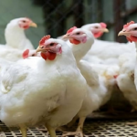 মুরগির বাজারে ফিরছে স্বস্তি