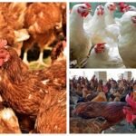 কেজিতে ৪০ টাকা লাভ করায় মুরগির আড়ৎ বন্ধ