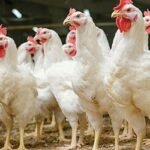 মুরগির দাম নিয়ে দোটানায় ভোক্তা-ব্যবসায়ীরা