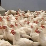 আকাশ ছোঁয়া দাম ব্রয়লার মুরগির