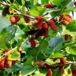 নওগাঁর সাপাহারে বিদেশী ফল মালবেরী চাষ করে সফলতা পেয়েছেন কৃষি উদ্যোক্তা সোহেল রানা