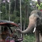 হাতি দিয়ে চাঁদাবাজিতে প্রাণ গেল বাবা-ছেলের