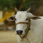 স্বপ্নে গরু দেখলে কী হয়?