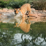 ভারতে বেড়েছে বাঘের সংখ্যা