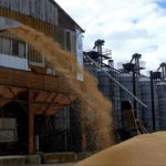 ইউক্রেন থেকে শস্য আমদানি নিষিদ্ধ করছে হাঙ্গেরি-পোল্যান্ড