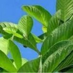 নানা সমস্যার সমাধান পেয়ারা পাতায়