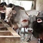 চাহিদার চেয়ে বেশি পশু প্রস্তুত হচ্ছে ঝিনাইদহে