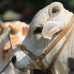 ‘কুরবানির পশুর ট্রাক থামিয়ে চাঁদাবাজি করলে ব্যবস্থা’