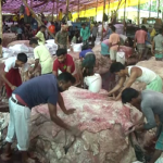 সিন্ডিকেট ভাঙল গাউছিয়া কমিটি, চামড়া সংগ্রহ এক লাখ