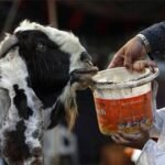 কতটুকু সম্পদের মালিক হলে কুরবানি ওয়াজিব