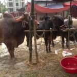‘ইলিশ-পাঙ্গাস যেমন এক নয়, তেমনি দেশি-বিদেশি গরুও এক না’