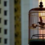 খাঁচায় বন্দি করে পাখি পালন করার বিধান কী?