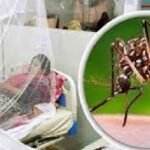 ডেঙ্গুতে আরও ৫ জনের মৃত্যু, হাসপাতালে ভর্তি ১২৩৯