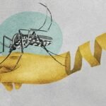 তাপমাত্রা বাড়ায় মশার উপদ্রব ও ম্যালেরিয়া বাড়ার শঙ্কায় বিজ্ঞানীরা