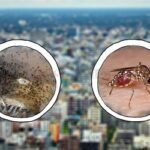 ডেঙ্গুতে আরও ১৮ মৃত্যু, হাসপাতালে ২,৪৮০