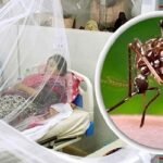 ডেঙ্গুতে ৯ জনের মৃত্যু, হাসপাতালে ভর্তি ২০৪৬