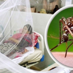 ডেঙ্গুতে মৃত্যু ৩০০ ছাড়াল