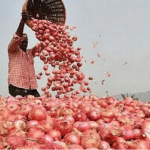 পিয়াজের উৎপাদন বাড়াতে ১৬ কোটি টাকার প্রণোদনা