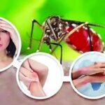 ডেঙ্গুতে প্রাণহানি ৫০০ ছাড়ালো