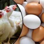 মূল্যস্ফীতির নায়ক মুরগি ও ডিম