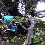 ঢাবির টিএসসিতে গাছ পড়ে রিকশাচালক নিহত