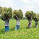 ২৫ বিঘার কম জমি থাকলে কর দিতে হবে না, সংসদে বিল পাশ