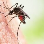 ডেঙ্গুতে একদিনে ৪ জনের মৃত্যু, হাসপাতালে ২ হাজার ১৫৩