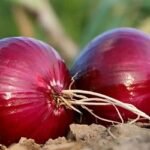 সর্দি-কাশি দূর করতে পেঁয়াজই যথেষ্ট
