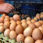 আমদানির অনুমতি দেওয়া ১৫ কোটির একটি ডিমও আসেনি