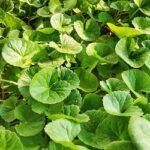 থানকুনি পাতা খেলে কী স্মৃতিশক্তি বাড়ে?