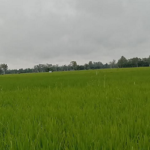 বাগেরহাটের মোরেলগঞ্জে আমন ধানের বাম্পার ফলনের সম্ভাবনা কৃষকের রঙ্গিন স্বপ্ন