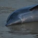 পানি ১০২ ডিগ্রি, অ্যামাজনের লেকে শতাধিক ডলফিনের মৃতদেহ