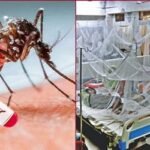 ডেঙ্গুতে আরও ১১ মৃত্যু