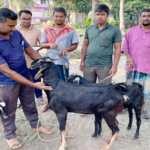 চৌগাছায় দেড় লাখ ছাগল-ভেড়াকে দেওয়া হচ্ছে পিপআর টিকা