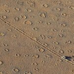 পৃথিবীজুড়ে রহস্যময় ‘ফেয়ারি সার্কেল’