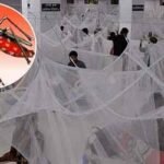 ডেঙ্গুতে আরো ১৬ জনের মৃত্যু, হাসপাতালে ভর্তি ২৪৯৫