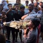 খাল থেকে কুমির উদ্ধার