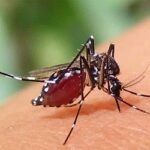 ডেঙ্গুতে একদিনে আরও ১১ প্রাণহানি, ২৫৯৬ রোগী হাসপাতালে ভর্তি