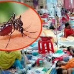 ২৪ ঘণ্টায় ডেঙ্গুতে ৮ জনের মৃত্যু, হাসপাতালে ভর্তি ১৪২৯