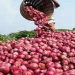 গ্রীষ্মকালীন পেঁয়াজ উৎপাদনে প্রণোদনা বাড়ানো হবে: কৃষি সচিব